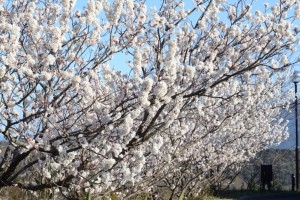 20160316　サクランボ 　セイヨウミザクラ　西洋実桜の花が満開です (1)